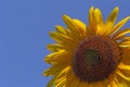 Close up of sunflower against blue sky Royalty Free Stock Photo