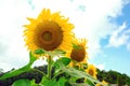 Close up of sunflower against blue sky in the garden Royalty Free Stock Photo