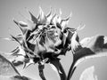 Close up of a sunflower against the sky Royalty Free Stock Photo