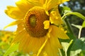 A close-up of sunflower against the sky