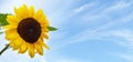 Close up of sunflower against summer blue sky. Summer background Royalty Free Stock Photo