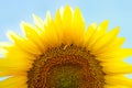 Close-up of sunflower on the background of blue sky in summer day. The part of large flower in the foreground