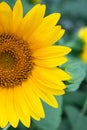 Close-up sunflower on a background of green leaves. Half a flower with yellow petals. Floral backdrop. Summer mood Royalty Free Stock Photo