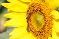 Close up of sunflower and bee at Chiangrai ,Thailand Royalty Free Stock Photo