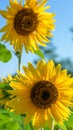 Close up sunflower that bloom with a white background in summer