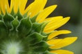 Close-up of a sunflower blooming