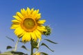 Close up sunflower blooming on the field with blue sky background Royalty Free Stock Photo