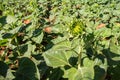 Close-up of Sunflower blooming is growing natural