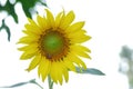 Close up sunflower blossom in a garden on white isolated background Royalty Free Stock Photo