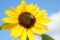 Close-up of a sunflower in the blue sky with a honey bee Royalty Free Stock Photo