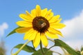 Close-up of a sunflower in the blue sky with a honey bee Royalty Free Stock Photo