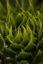 Close up of Sunflower bud Royalty Free Stock Photo