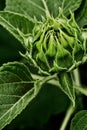 Close up of Sunflower bud Royalty Free Stock Photo