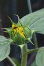 Sunflower bud with green leaves Royalty Free Stock Photo