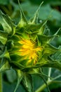 Close-up of a sunflower bud that is about to bloom Royalty Free Stock Photo