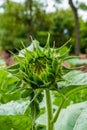 Close-up of a sunflower bud that is about to bloom Royalty Free Stock Photo