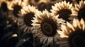 a close up of a sunflower