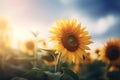 a close up of a sunflower