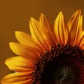 Close up of a sunflower on a dark brown background with copy space. Royalty Free Stock Photo