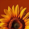 Close up of a sunflower on a dark brown background with copy space. Royalty Free Stock Photo