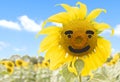 Close up Sunflower with eye and smile on blue sky background Royalty Free Stock Photo