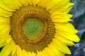 Close Up of Sunflower Face Royalty Free Stock Photo