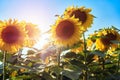 Close-up image of sunflower field under blue sky. Royalty Free Stock Photo