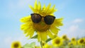 Close up Sunflower field natural background. Sunflower with glasses Royalty Free Stock Photo