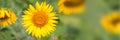 Close up of a sunflower , panoramic summer background Royalty Free Stock Photo