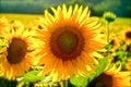 Close up of a sunflower in a field in Tuscany