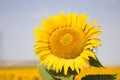 Close-up of a sunflower in a field of yellow sunflowers in an agricultural plantation in andalusia, spain. In the background blue Royalty Free Stock Photo