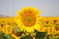 Close-up of a sunflower in a field of yellow sunflowers in an agricultural plantation in andalusia, spain. In the background blue Royalty Free Stock Photo