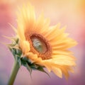 Close up of sunflower with filter effect retro vintage style and soft focus Royalty Free Stock Photo