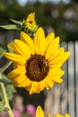 Close-up sunflower flower, bee on a honey plant on the background of a rustic fence on a sunny summer day in the garden Royalty Free Stock Photo