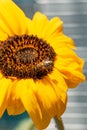 Close-up sunflower flower, bee on oil plant on a light background on a sunny summer day in the garden Royalty Free Stock Photo