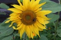 Close-up sunflower flower with a bee. Selective focus Royalty Free Stock Photo