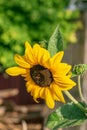 Close-up sunflower flower, honey oil plant on green natural background on a sunny summer day in the garden Royalty Free Stock Photo