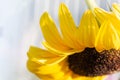 Sunflower flower close-up, oil plant on a light background Royalty Free Stock Photo