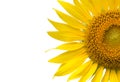 Close up of sunflower flower isolated with copy space, Royalty Free Stock Photo