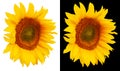 Close-up sunflower flower isolated on white and black background. Cheerful and bright sunflower Royalty Free Stock Photo