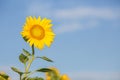 Close up sunflower flutters in the wind in blue sky as background