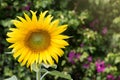 Close-up sunflower in garden