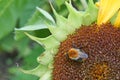 Close-up of sunflower head with bee covered with pollen in summer Royalty Free Stock Photo