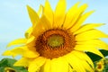 Close-up of a sunflower head Royalty Free Stock Photo