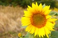 Close up of sunflower head