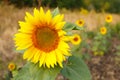 Close up of sunflower head