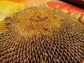 Close up of a sunflower head Royalty Free Stock Photo