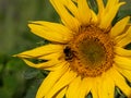 Close-up of sunflower with humblebee Royalty Free Stock Photo