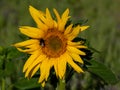 Close-up of sunflower with humblebee Royalty Free Stock Photo