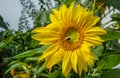 Close up of a sunflower with insects Royalty Free Stock Photo